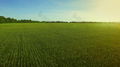 景观绿色小麦场<strong>背景蓝色</strong>的天空场空中